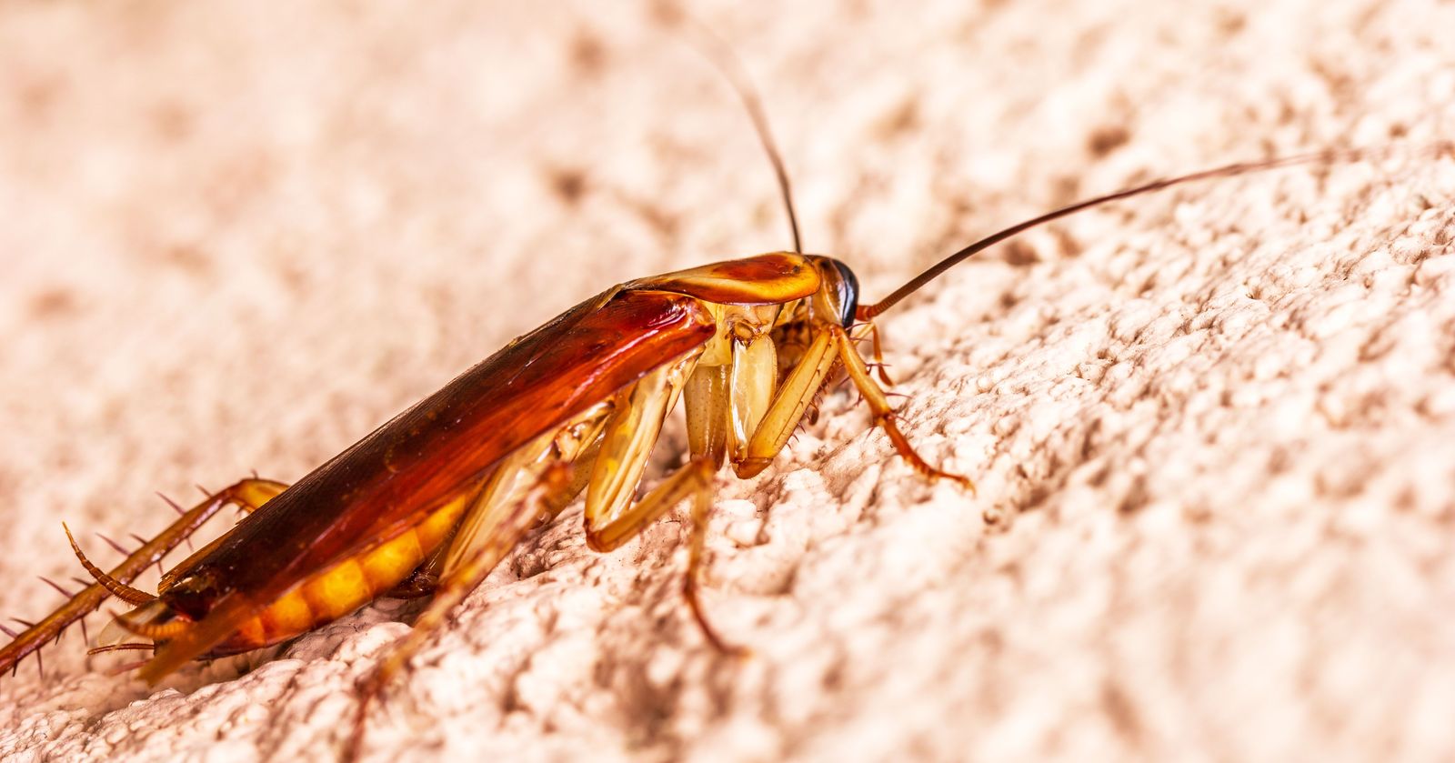 Cafard, un des insectes traités en désinsectisation