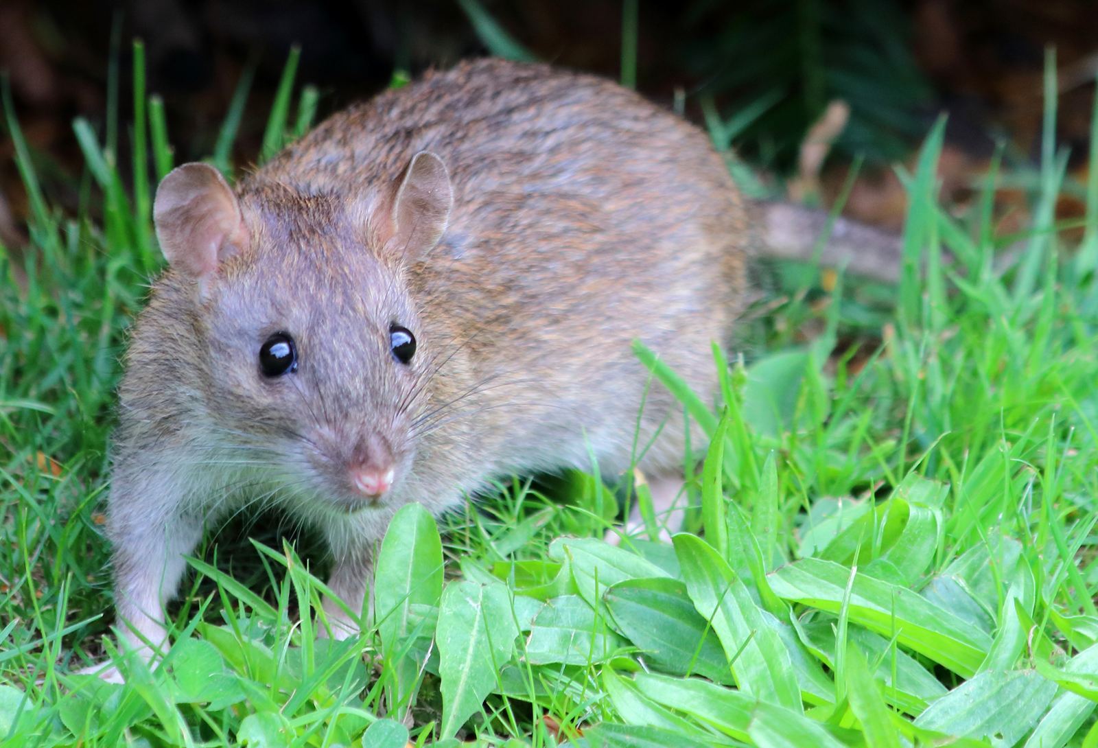 Rat brun (Rattus norvegicus), rongeur nuisible traité en dératisation
