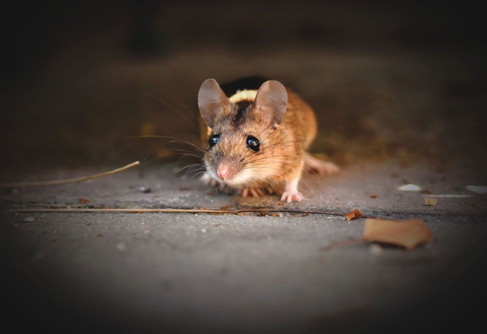 Souris, rongeur nuisible traité par nos équipes de dératisation dans le Gers